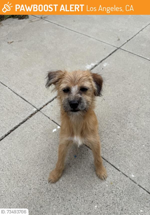 Found/Stray Female Dog last seen Brighton and 76th in South Los Angeles, Los Angeles, CA 90062
