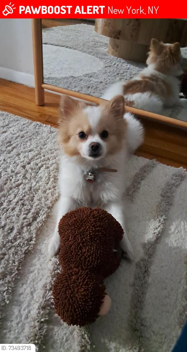 Lost Male Dog last seen West end Avenue between 90th and 91street, New York, NY 10024