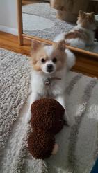 Lost Male Dog last seen West end Avenue between 90th and 91street, New York, NY 10024