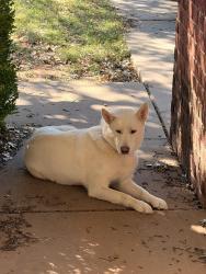 Found/Stray Unknown Dog last seen Near 7th St, Lubbock, TX 79416