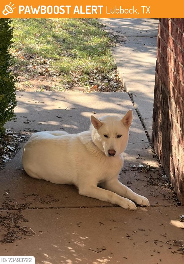 Found/Stray Unknown Dog last seen Near 7th St, Lubbock, TX 79416