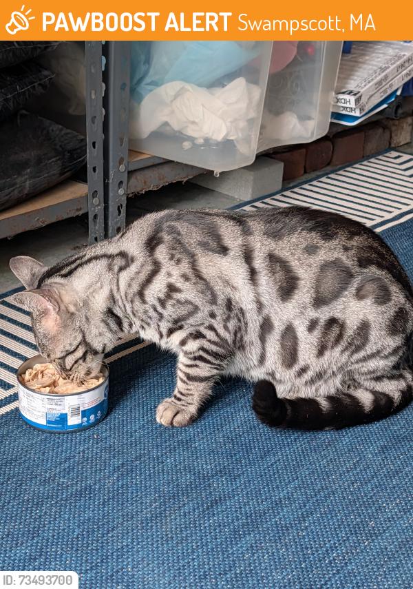Found/Stray Unknown Cat last seen Near Puritan Road, Swampscott, MA 01907