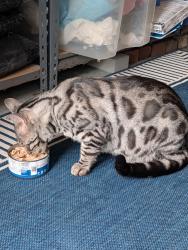 Found/Stray Unknown Cat last seen Near Puritan Road, Swampscott, MA 01907
