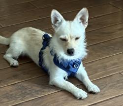Found/Stray Male Dog last seen Coyote canyon, Fontana, CA 92335