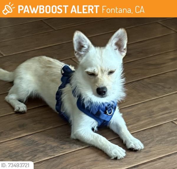 Found/Stray Male Dog last seen Coyote canyon, Fontana, CA 92335