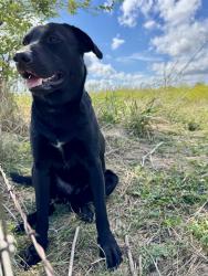 Found/Stray Male Dog last seen County Road 1228 and county road 1126, Godley Tx, Johnson County, TX 76044
