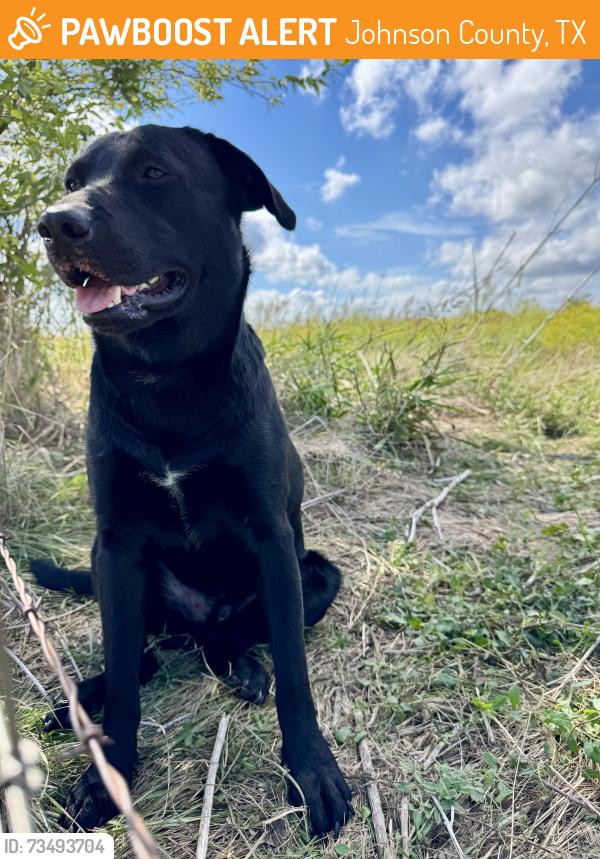 Found/Stray Male Dog last seen County Road 1228 and county road 1126, Godley Tx, Johnson County, TX 76044