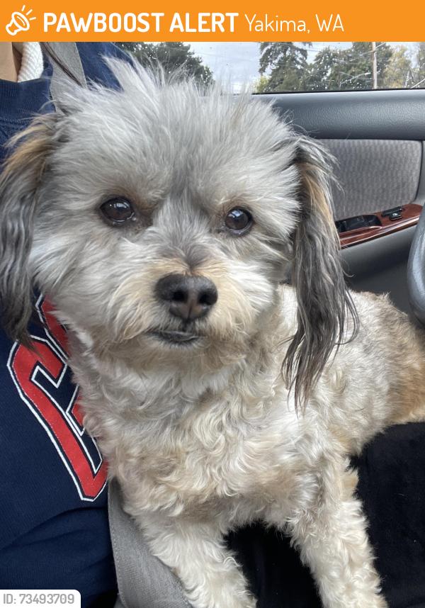 Found/Stray Male Dog last seen Near S 44th Ave, Yakima, WA 98908, Yakima, WA 98908