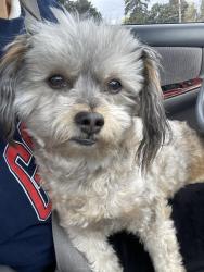 Found/Stray Male Dog last seen Near S 44th Ave, Yakima, WA 98908, Yakima, WA 98908