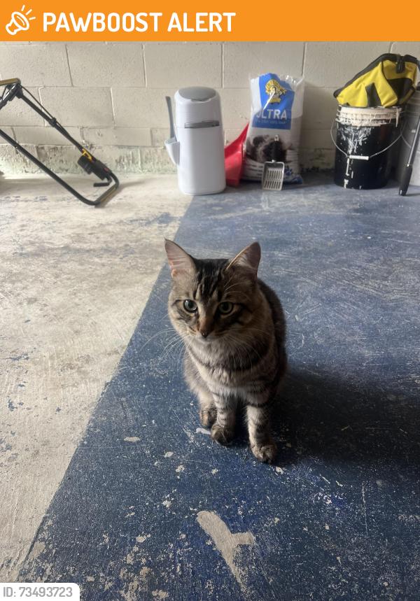 Found/Stray Male Cat last seen Ninth Line, Whitchurch-Stouffville, ON 