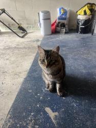 Found/Stray Male Cat last seen Ninth Line, Whitchurch-Stouffville, ON 