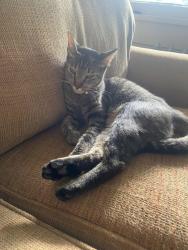 Lost Male Cat last seen Woodvale Av, Asheville, NC 28804