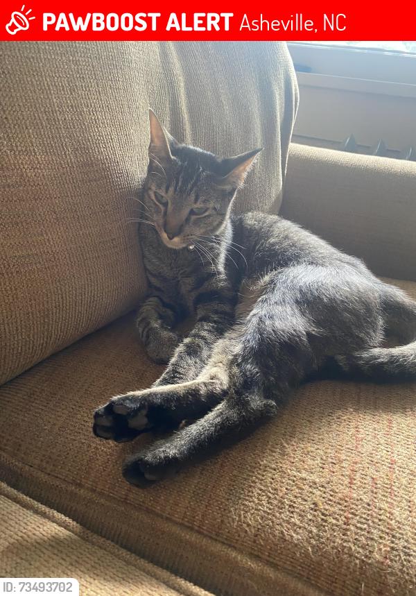 Lost Male Cat last seen Woodvale Av, Asheville, NC 28804
