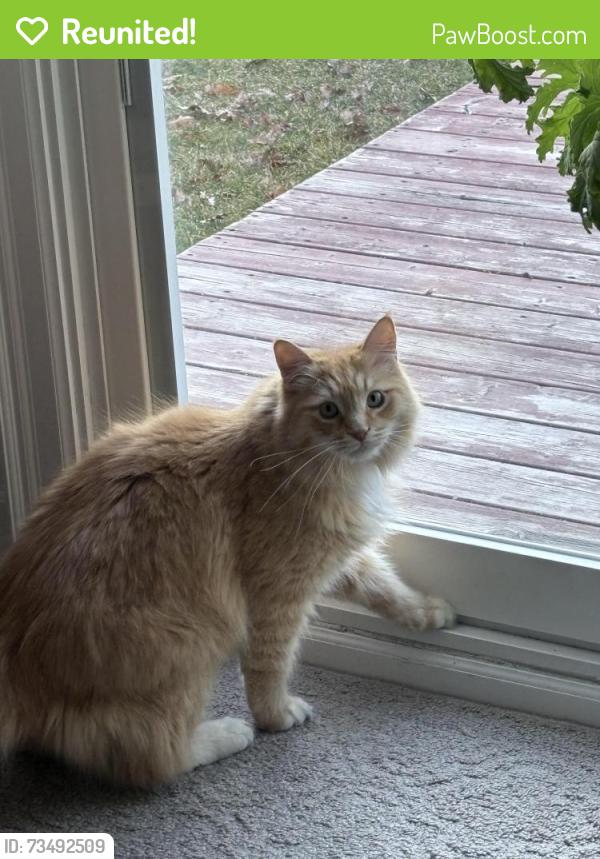 Reunited Male Cat last seen The Collegeway and Colonial Dr, Mississauga, Mississauga, ON L5L 5B6