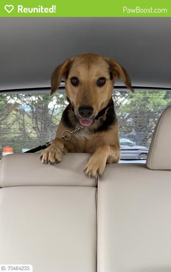 Reunited Female Dog last seen Off of Wake Robin Road, Cullowhee, NC, Cullowhee, NC 28723
