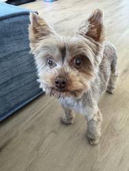 Found/Stray Female Dog last seen Sanctuary apmts, Lehi, UT 84043