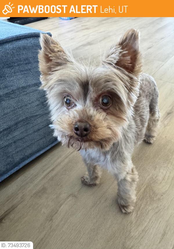 Found/Stray Female Dog last seen Sanctuary apmts, Lehi, UT 84043