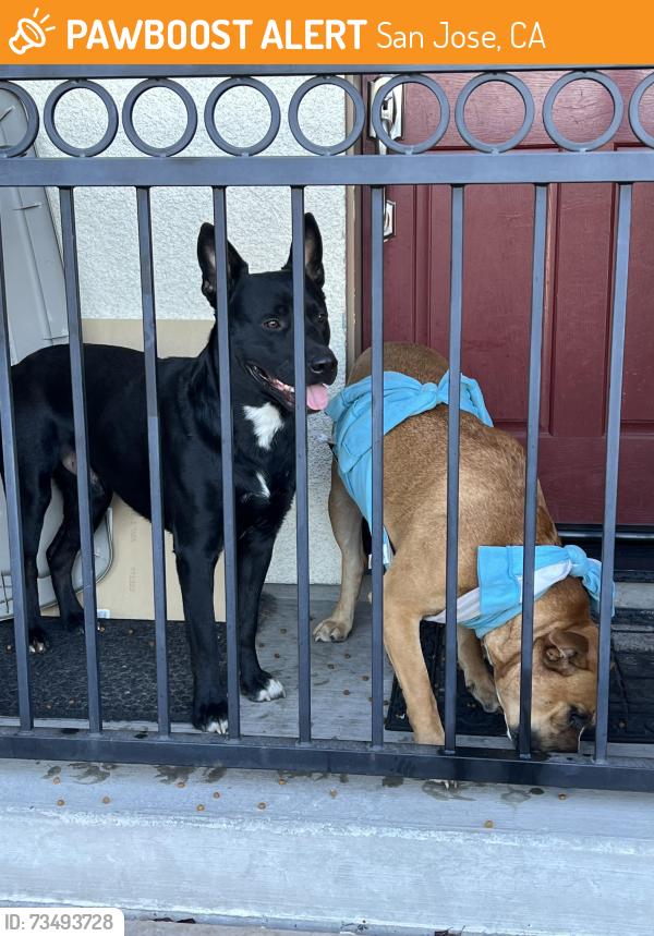 Found/Stray Male Dog last seen Basking Ridge, San Jose, CA 95138