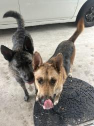 Reunited Female Dog last seen near gage canal, Riverside, CA 92506