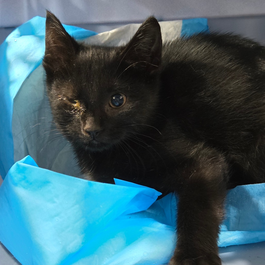Shelter Stray Female Cat last seen , 124 Evergreen Ave, Newark, NJ 07114, USA