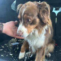 Shelter Stray Male Dog last seen , 2608 Center St, Tacoma, WA 98409, USA