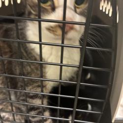 Shelter Stray Female Cat last seen , Animal Care & Control Team of Philly, 111 W Hunting Park Ave, Philadelphia, PA 19140, USA