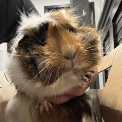 Shelter Stray Female Other last seen , 3607 N Armenia Ave, Tampa, FL 33607, USA