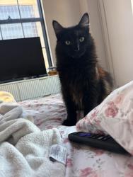 Reunited Male Cat last seen In my apmt, Cincinnati, OH 45202