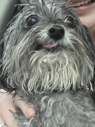 Reunited Unknown Dog last seen Morrisville Parkway & Double Eagle Ct, Morrisville, NC 27560