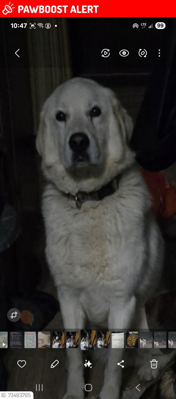 Lost Male Dog last seen Hwy 633 Rr 30, Lac Ste. Anne County, AB T0E 0A0