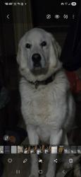 Lost Male Dog last seen Hwy 633 Rr 30, Lac Ste. Anne County, AB T0E 0A0