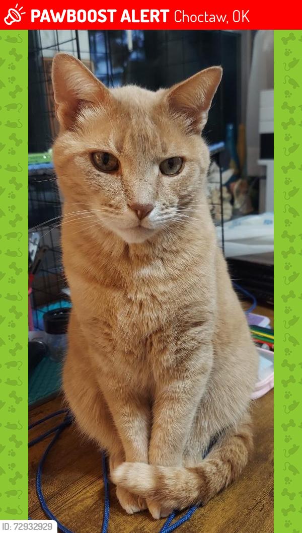 Lost Male Cat last seen SE 38th Hiawassee, Choctaw, OK 73150
