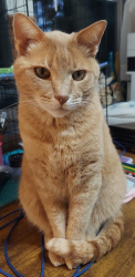 Lost Male Cat last seen SE 38th Hiawassee, Choctaw, OK 73150