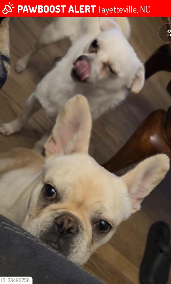 Lost Male Dog last seen E.E Smith school, Fayetteville, NC 28301