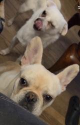Lost Male Dog last seen E.E Smith school, Fayetteville, NC 28301