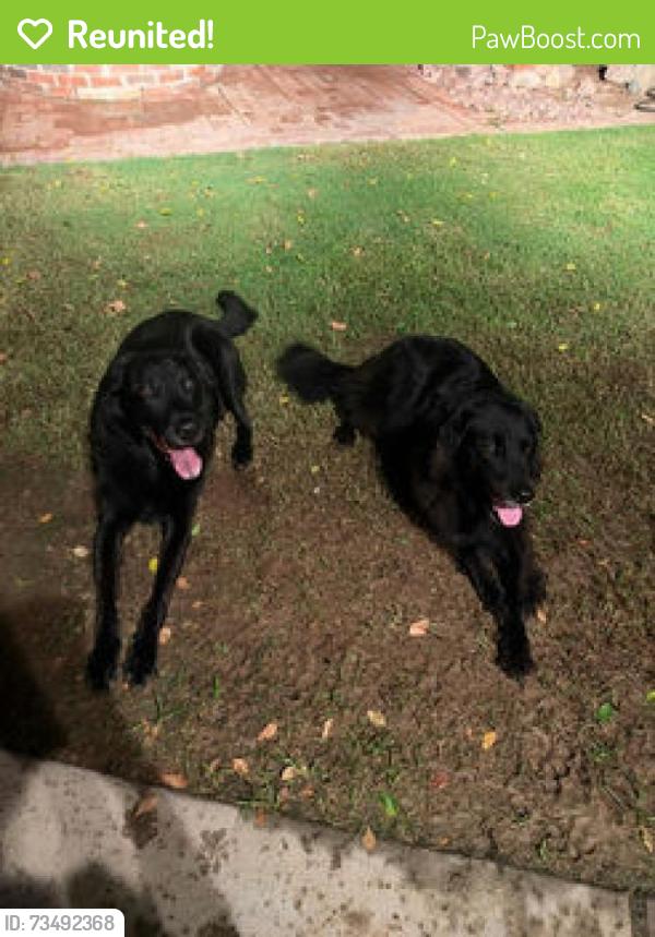 Reunited Unknown Dog last seen Oakwood elementary school, Peoria, AZ 85381