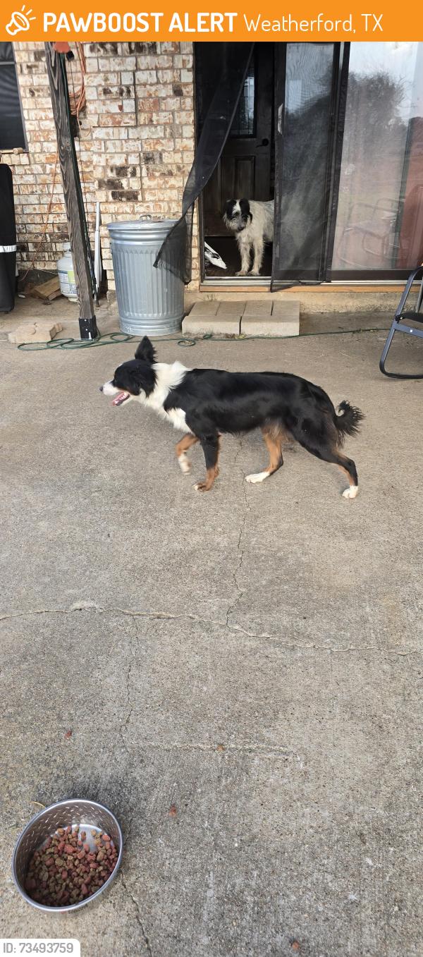 Found/Stray Female Dog last seen Whipperwill, Weatherford, TX 76085