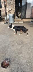 Found/Stray Female Dog last seen Whipperwill, Weatherford, TX 76085