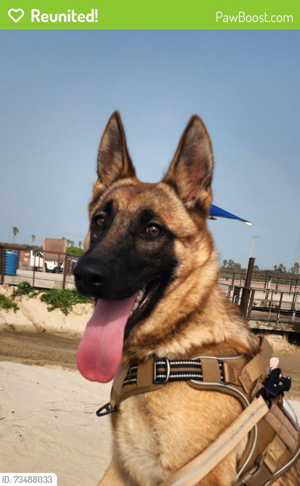Reunited Female Dog last seen Derry elementary, Port Isabel, TX 78578