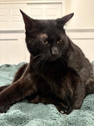Lost Male Cat last seen Geddes and South Jersey Court, Centennial, CO 80112