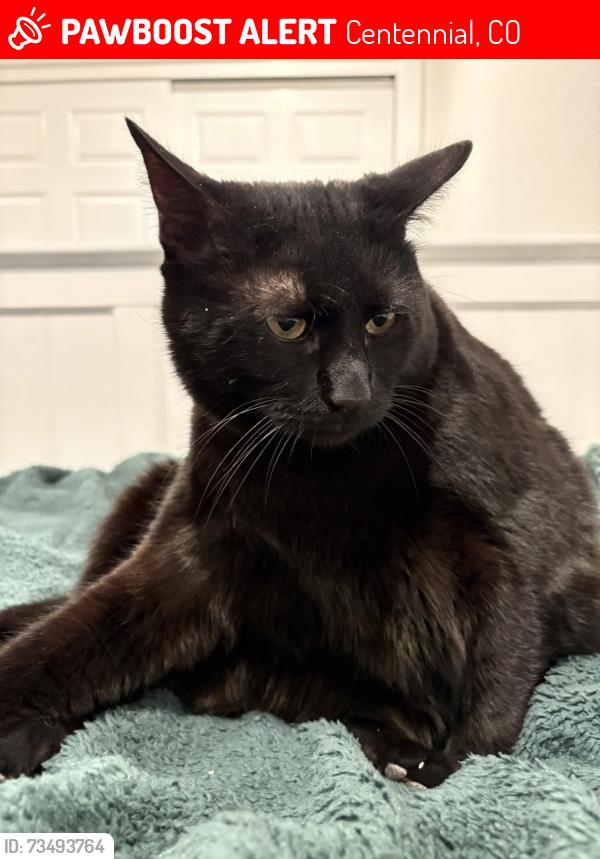 Lost Male Cat last seen Geddes and South Jersey Court, Centennial, CO 80112