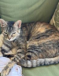 Found/Stray Unknown Cat last seen Ashlynn Creek Dr, Houston, TX 77014