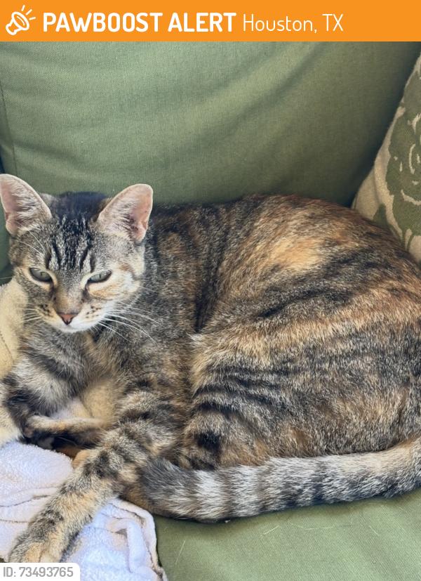 Found/Stray Unknown Cat last seen Ashlynn Creek Dr, Houston, TX 77014