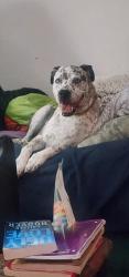 Reunited Male Dog last seen Edmond Rd and Santa Fe, Edmond, OK 73003
