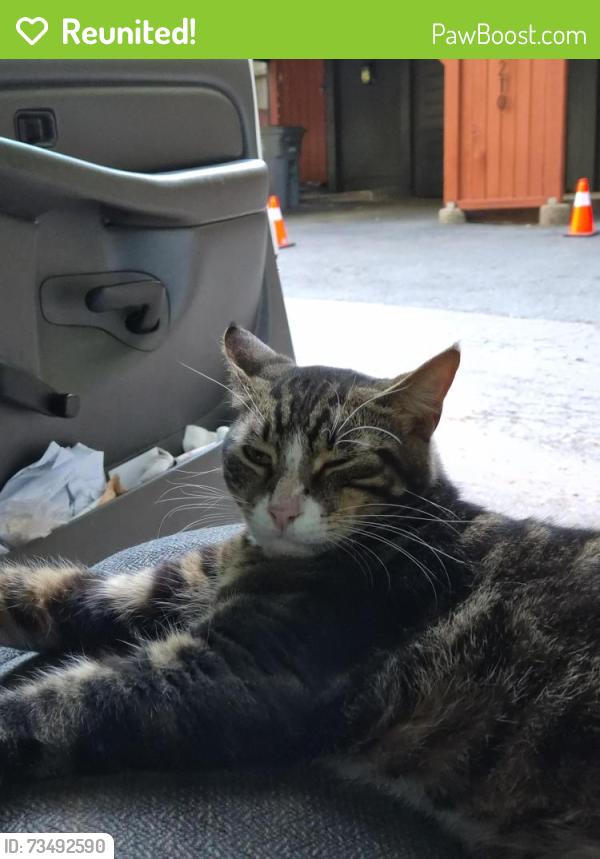 Reunited Male Cat last seen Old monte rio rd, Guerneville, CA 95446