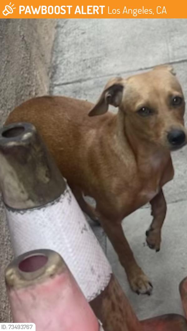 Found/Stray Female Dog last seen E 77th Place between Hooper & Central, Los Angeles, CA 90001