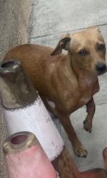 Found/Stray Female Dog last seen E 77th Place between Hooper & Central, Los Angeles, CA 90001