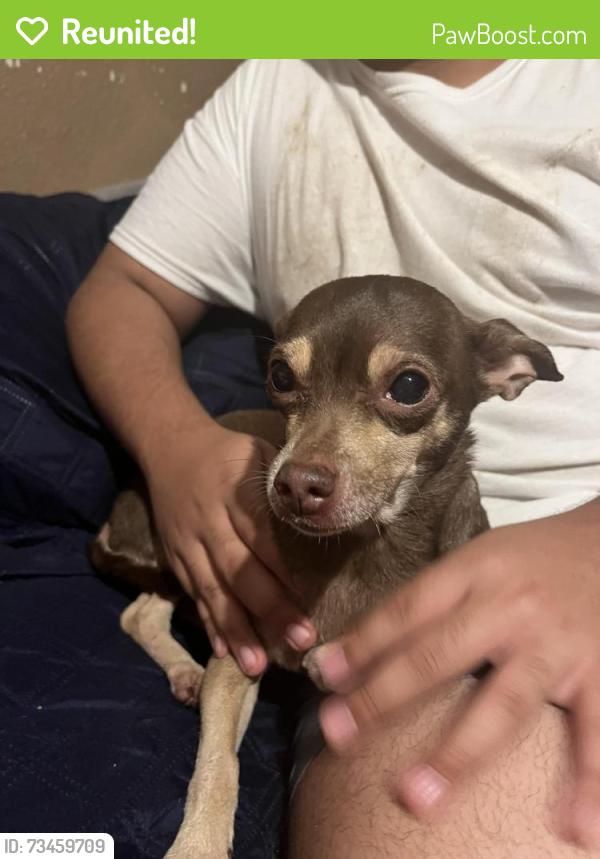 Reunited Female Dog last seen Champions Forest Dr, near Ryan Stegall - State Farm Insurance Agent, Houston, TX 77069