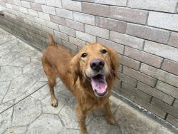 Reunited Unknown Dog last seen Madrid rd, Brownsville, TX 78520