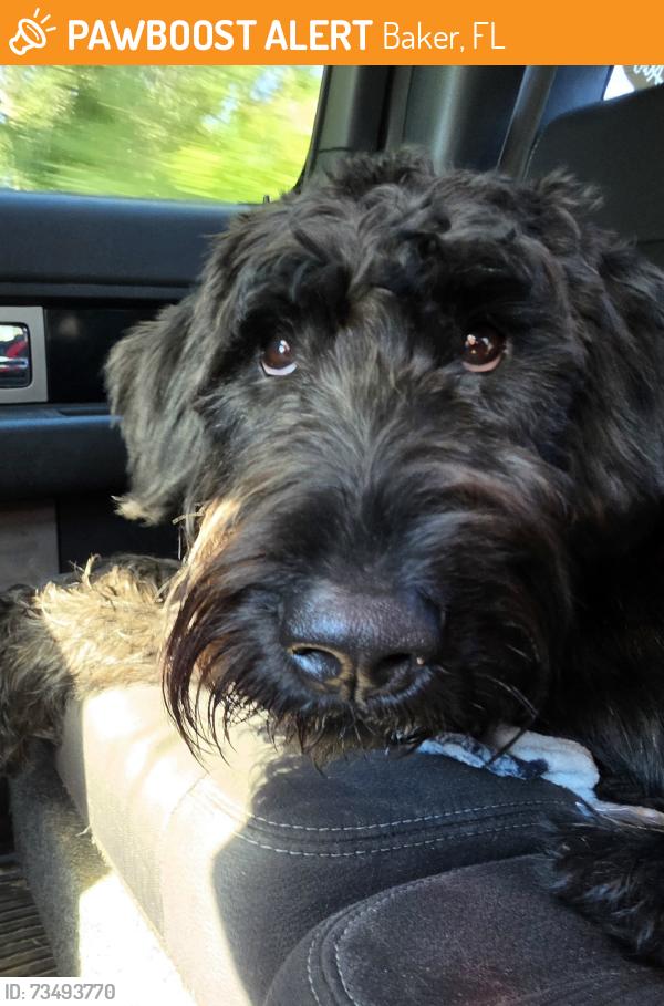 Found/Stray Male Dog last seen Galliver cutoff, Baker, FL 32531